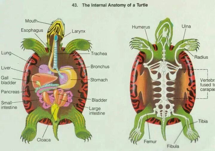 Что находится внутри черепахи Loggerhead sea turtle anatomy Loggerhead sea turtle, Turtle facts, Animal scienc