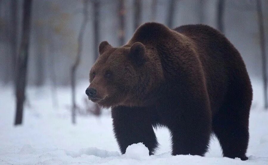 Русская медведь сил. Бурый медведь символ России. Бурый медведь символ. Сила медведя. Красивый русский медведь.
