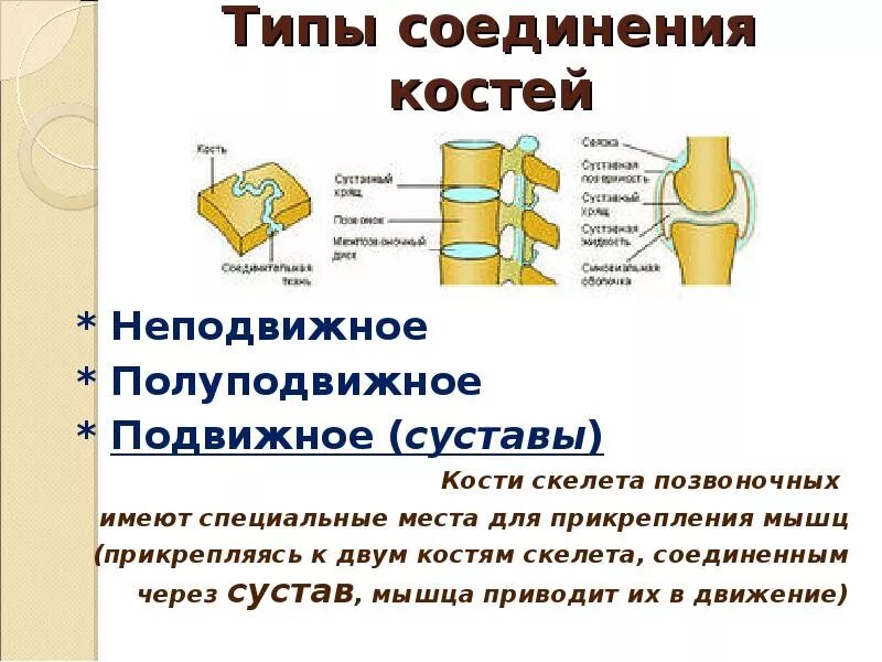 Подвижное соединение примеры. Биология соединение костей. Непрерывное соединение костей рисунок. Соединение костей связками. Типы соединения костей шов.