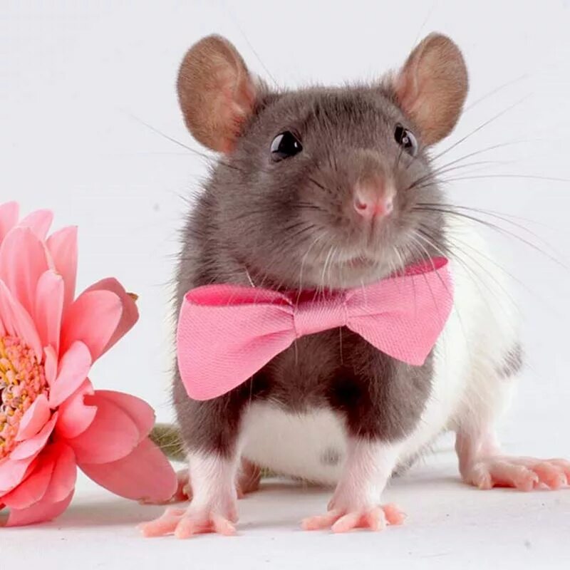 Мужчина крыса. Крыса с бантиком. Мышка с бантиком. Крыса нарядная. Крыса с цветочком.