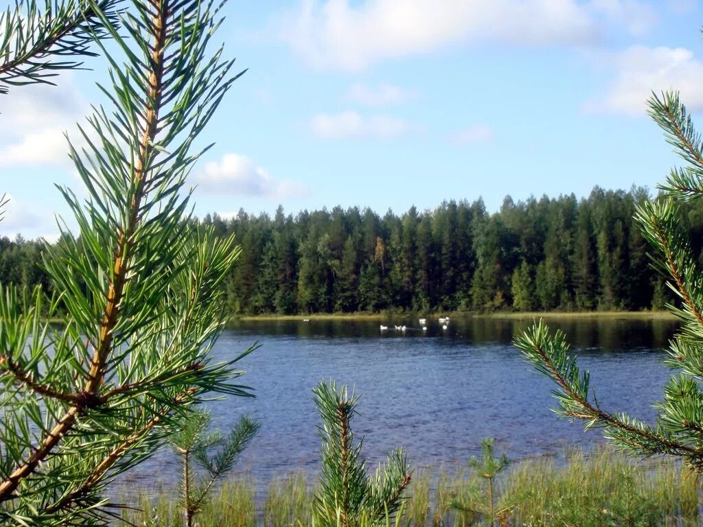 озеро кадам республика коми. озера коми края. река синдор. голубое озеро ухта. озера коми края.