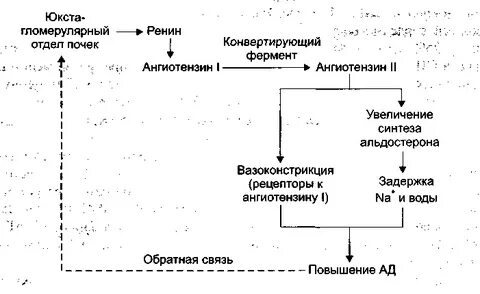 Где образуется ренин