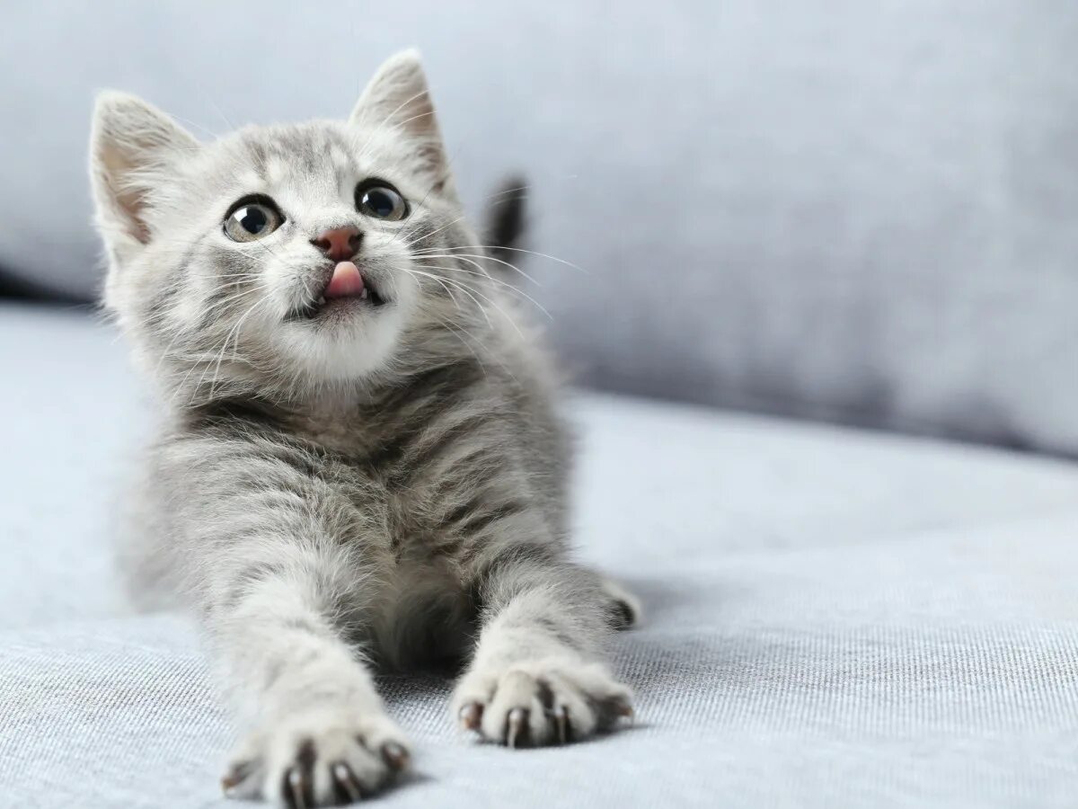 Котенок стоит. Котенок стоит