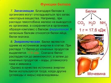 Какие процессы обеспечивают белки