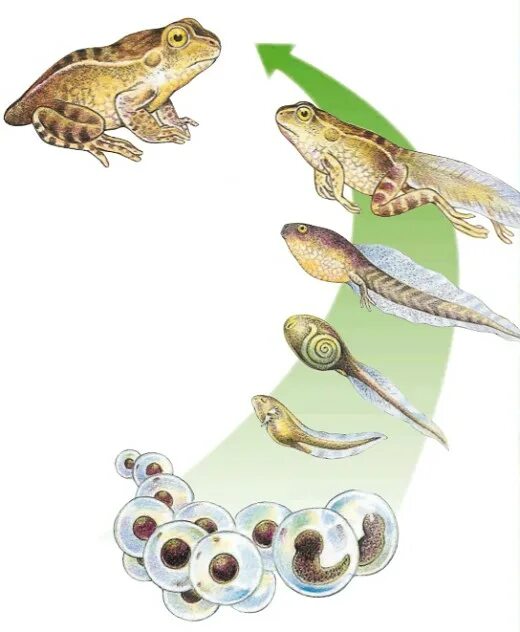Икринка головастик лягушка. Головастик это личинка лягушки. Схема развития лягушки. Стадии развития лягушки от икринки.