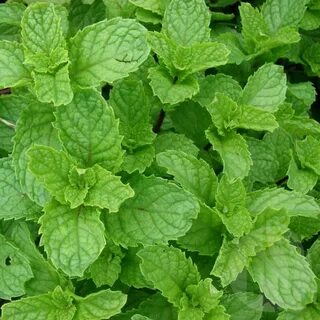 Mint с английского на русский