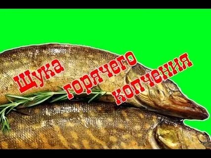 Горячее копчение рыбы щуки