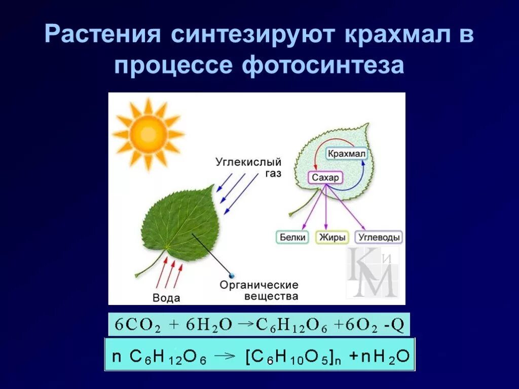 Крахмал при фотосинтезе образуется из