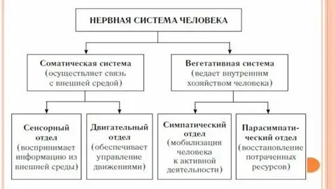 Работу чего регулирует соматическая нервная система