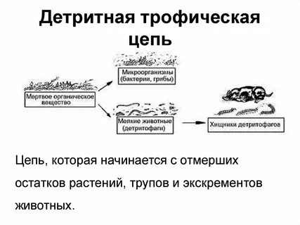 Детритная цепь это