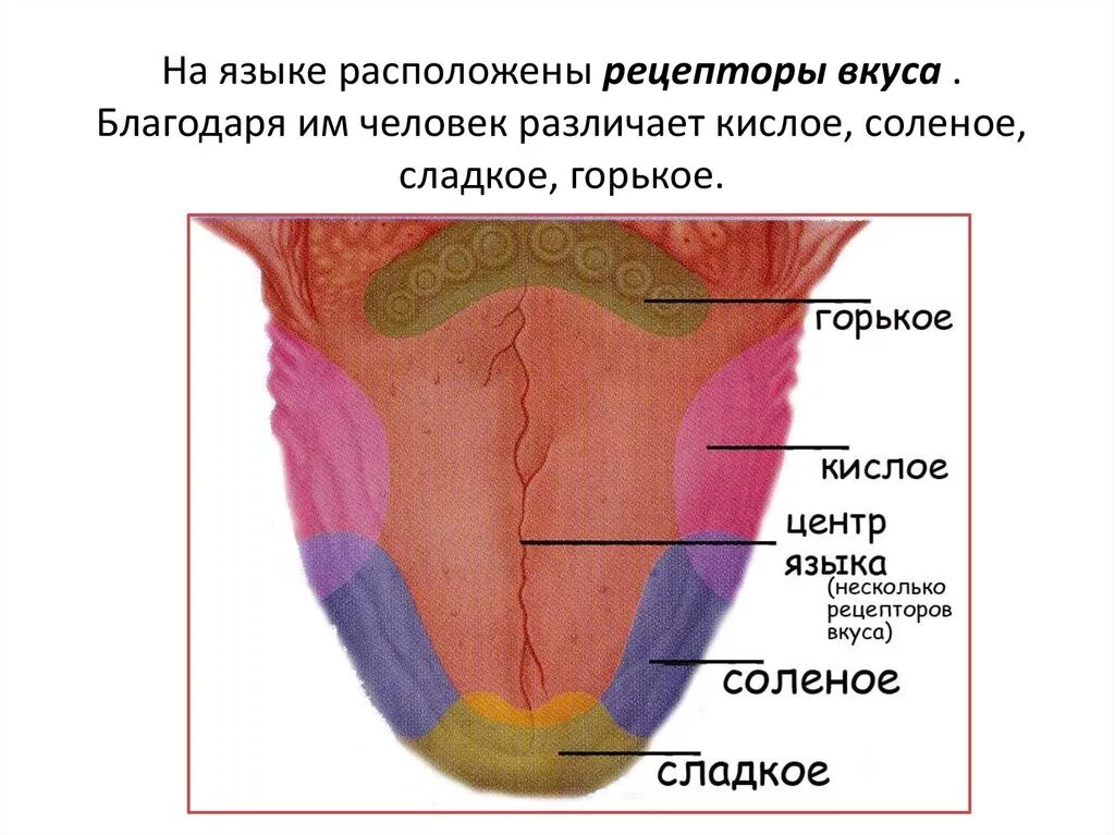 на языке расположены. слизистая оболочка языка анатомия. строение языка анатомия латынь. расположение сосочков на языке. зоны вкусовых сосочков языка.