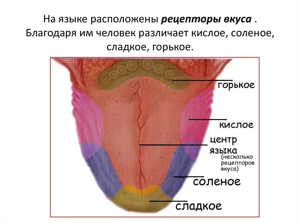 Расположение вкусовых рецепторов на языке. Вкусовые рецепторы на языке человека. Сладкие рецепторы на языке. Кис точка