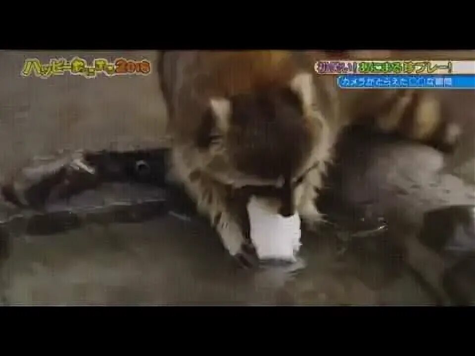 Енот моет сахарную вату. Енот и сахарная вата gif.