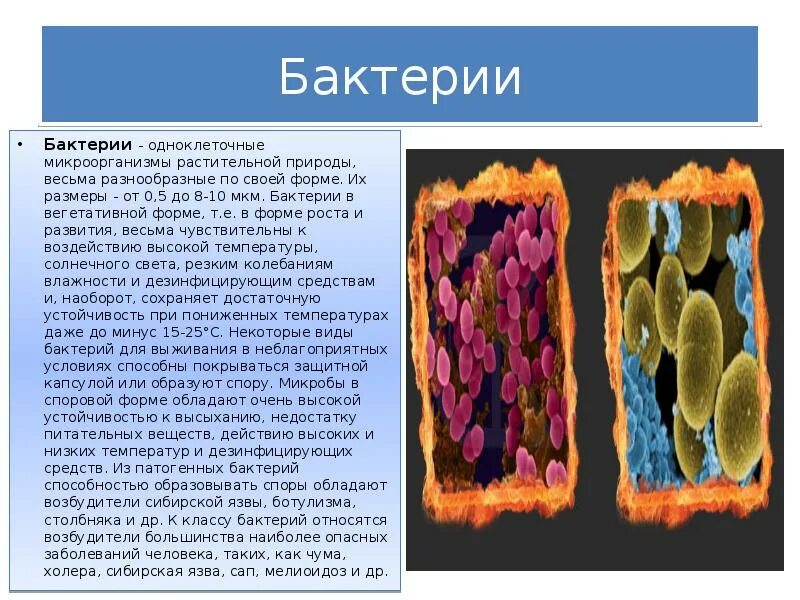 Вегетативные формы микробов. Вегетативные формы микроорганизмов это. Вегетативные формы бактерий. Вегетирующие формы микроорганизмов это. Споры и вегетативные формы