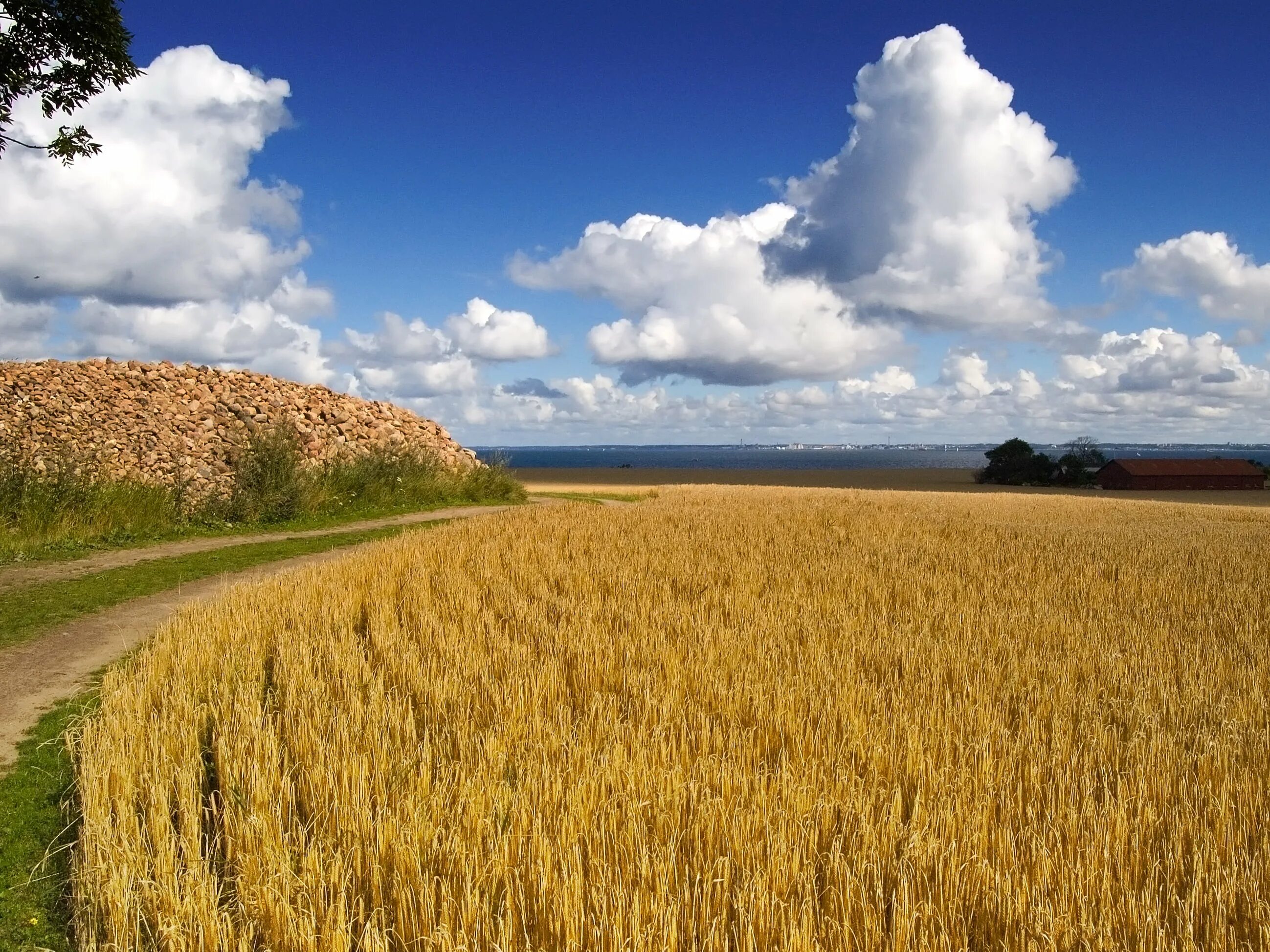 Отличные пшеничные. Пшеничное поле в Кувандыке. Поле пшеницы Ставропольский край. Канзас поле зерна. Пермский край поле ржи.