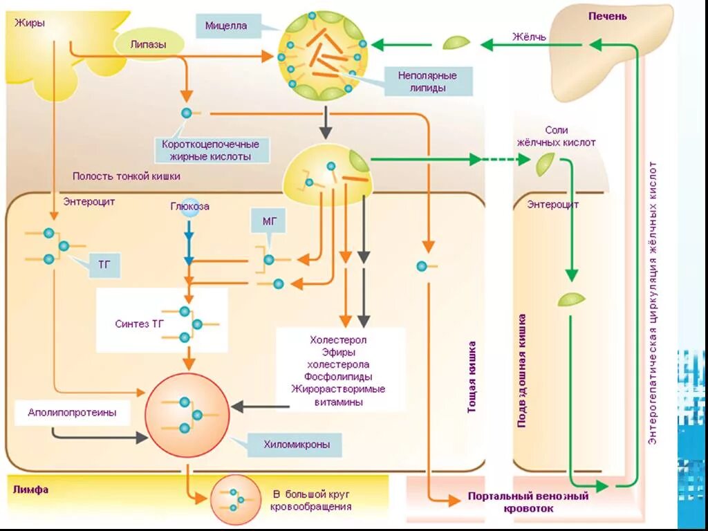 Схема всасывания жиров в тонком кишечнике. Схема всасывания липидов. Механизмы всасывания продуктов расщепления жиров схема. Механизм всасывания жиров.