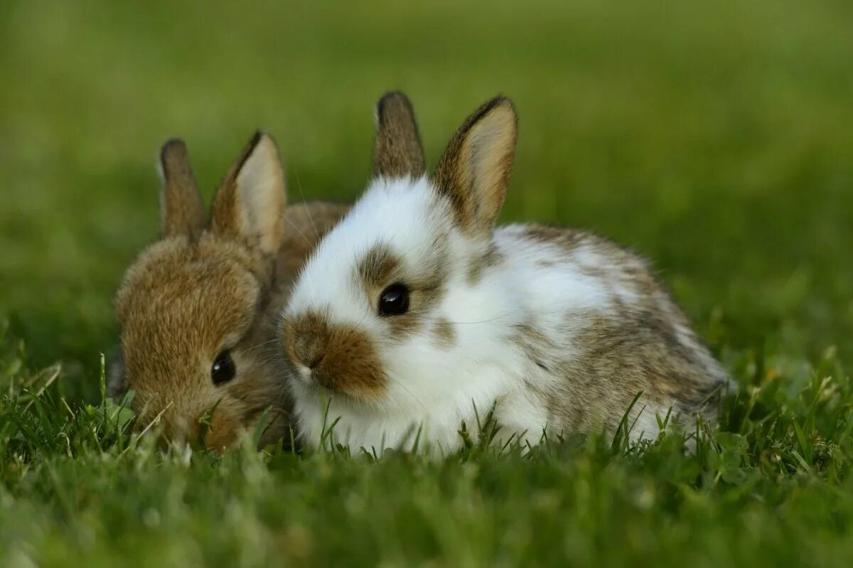 кролик фото. Two bunnies fluffedwing. красивый кролик. кролики обнимаются. кролики целуются.