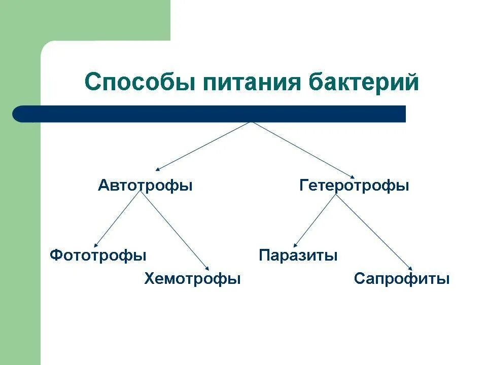 Обеспечивает автотрофное питание клетки. Схема питания бактерий. Способы питания бактерий гетеротрофы. Питание бактерий автотрофы. Способы питания бактерий схема.