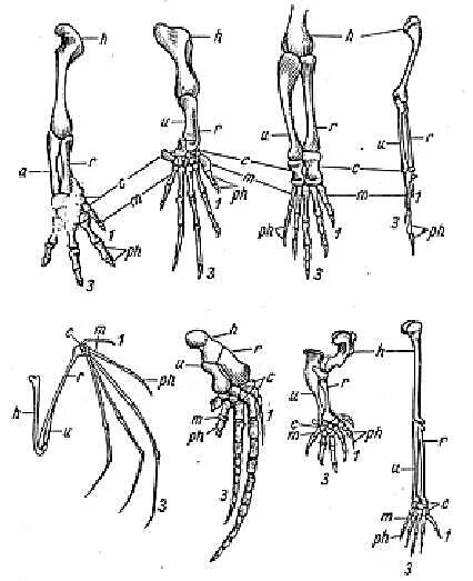 Гомология передних конечностей позвоночных. Скелет передней конечности наземного позвоночного. Скелет передних конечностей позвоночных. Скелет передней конечности крота. Ласты кита и роющие конечности крота