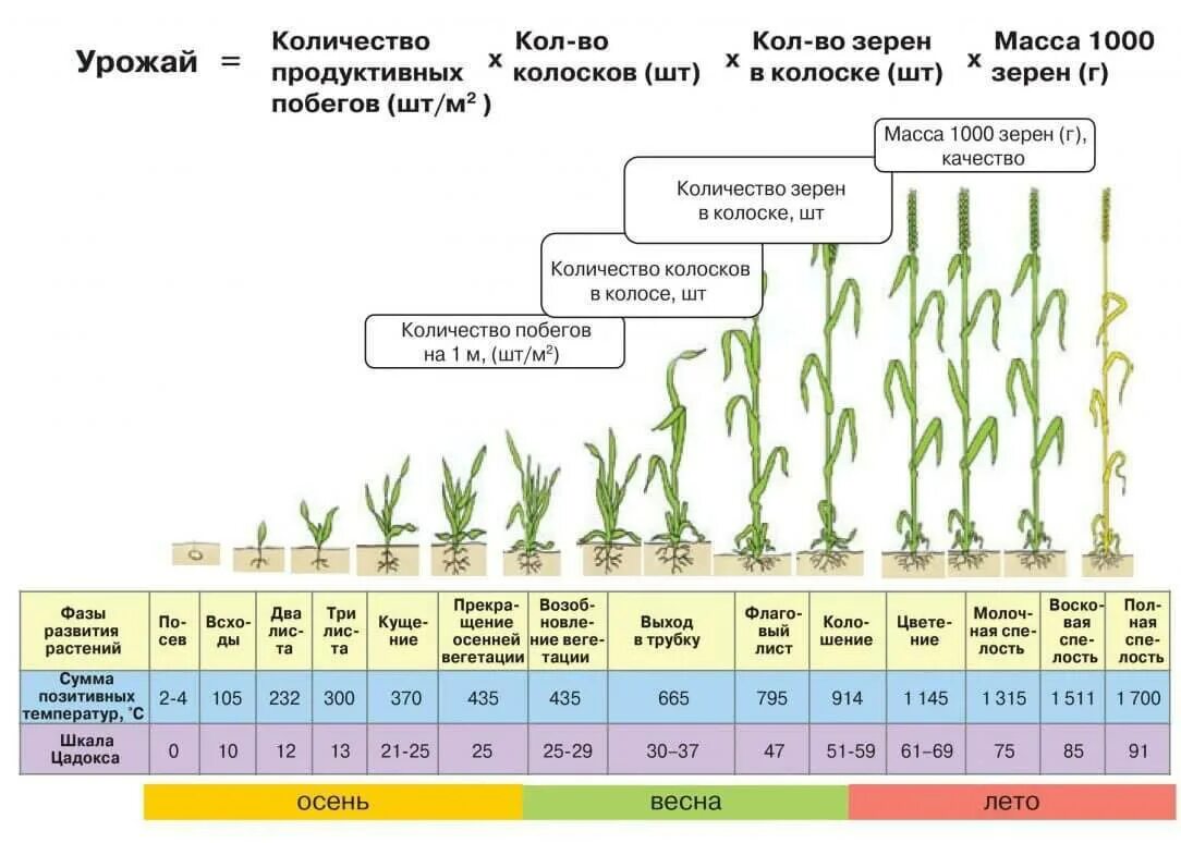 От каких факторов зависит урожайность дикорастущих растений. Период вегетации озимой пшеницы. Этапы вегетации озимой пшеницы. Фазы вегетации озимой пшеницы. Фазы развития озимой пшеницы таблица.