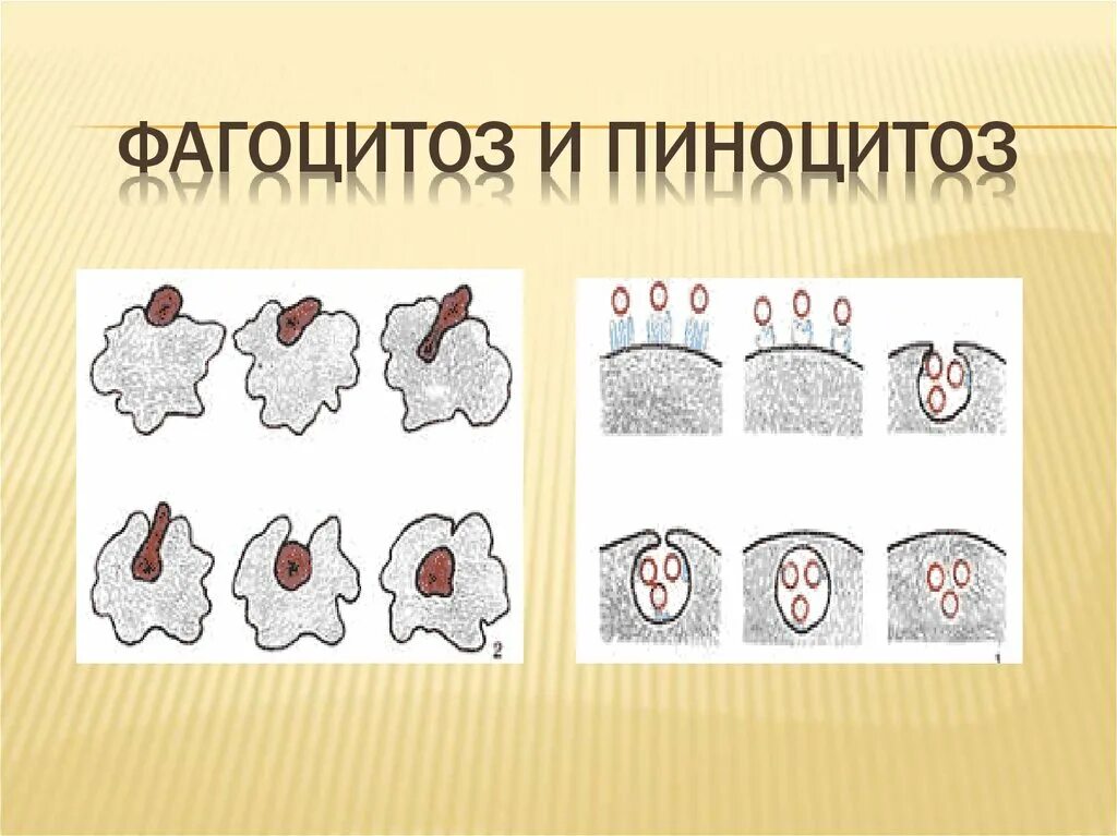 Фагоцитоз прокариот. Фаго и пиноцитоз. Фагоцитоз и пиноцитоз схема. Процесс фагоцитоза и пиноцитоза. Биология 9 класс фагоцитоз фагоцитоз и.