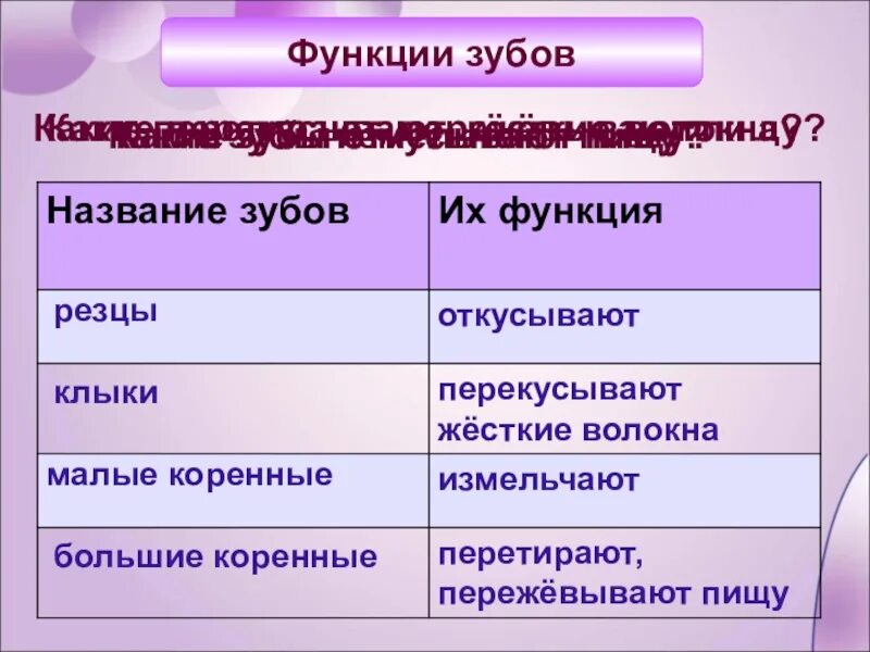 Функции зубов. Какую функцию выполняют зубы. Виды зубов и их функции. Зубы выполняют функции. Какую функцию выполняет зуб человека