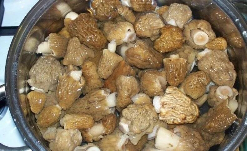 Как быстро приготовить сморчки. Сморчки готовка. сморчки и строчки. сморчки в ведре. сморчок съедобный приготовление.
