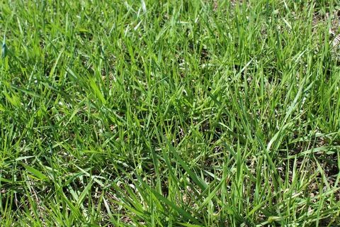 Grass download