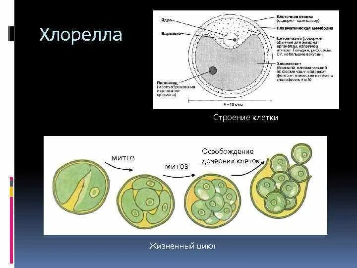 Цикл хлореллы. Цикл хлореллы
