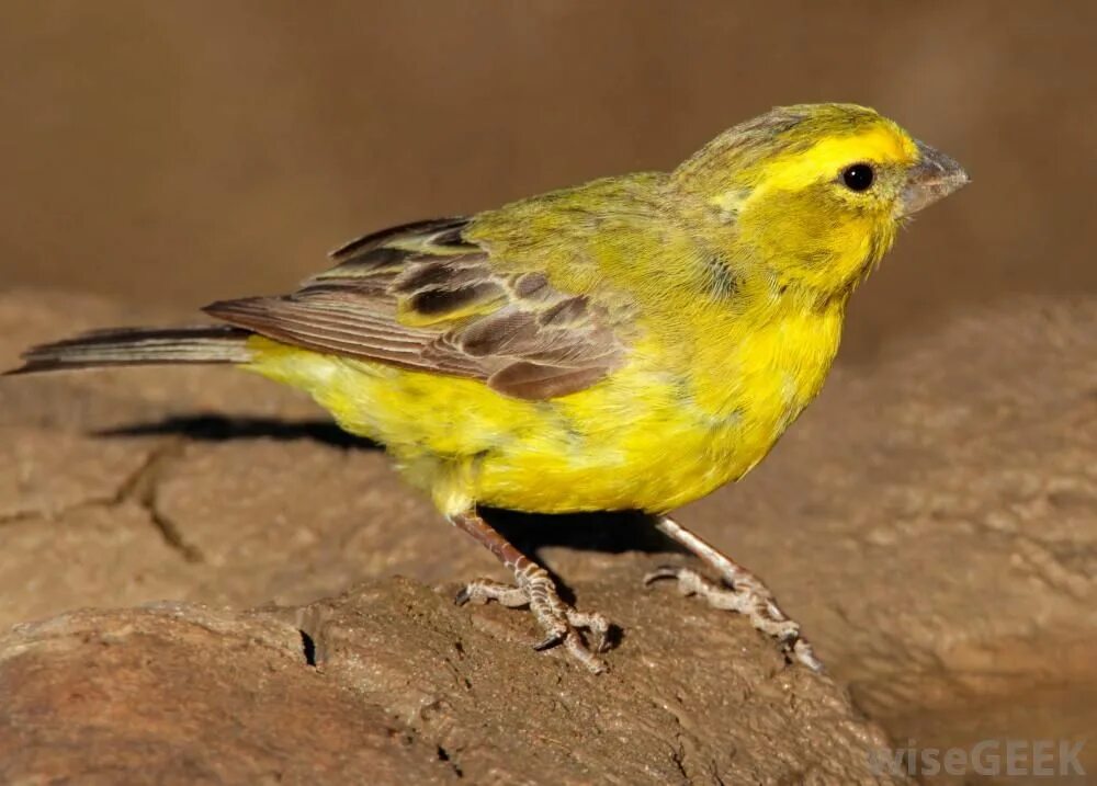 Canary перевод. Гибрид зеленушки и канарейки. Канарейка Чубатка. Канарейка зеленушка. Желтая канарейка.