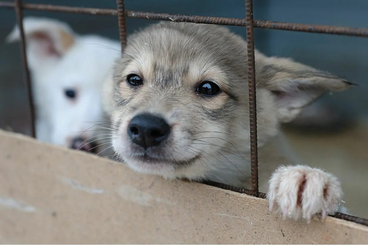 щенки в добрые руки приют. щенки в приюте породистые. приют для собак томск. щенок. бездомные животные в приюте.