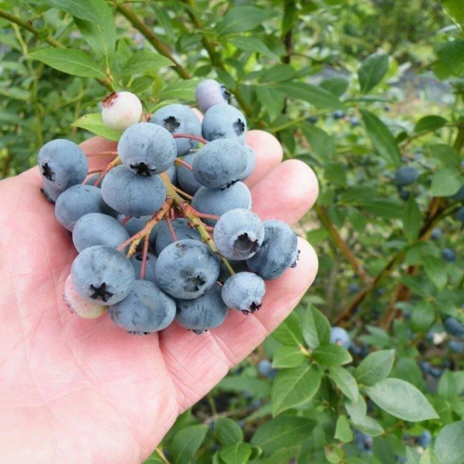 Самые вкусные сорта голубики. Голубика Легаси. Голубика сорт Легаси. Голубика Элизабет. Голубика Ханна.