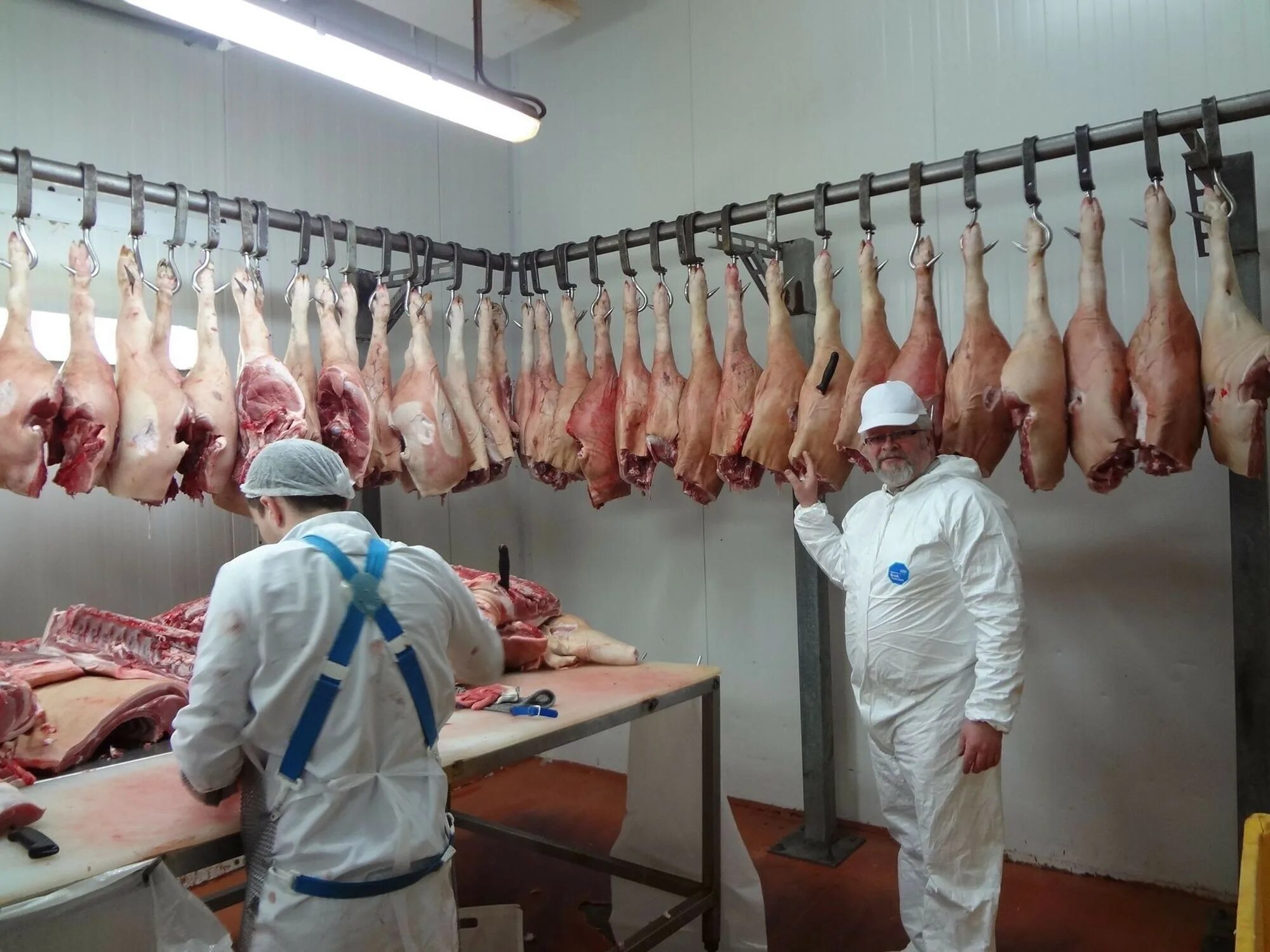 Хамом мясо. Хамам мясо. Бойни мясные в Белгородской области. Размещение охлажденных полутуш. Купить свинину живым весам