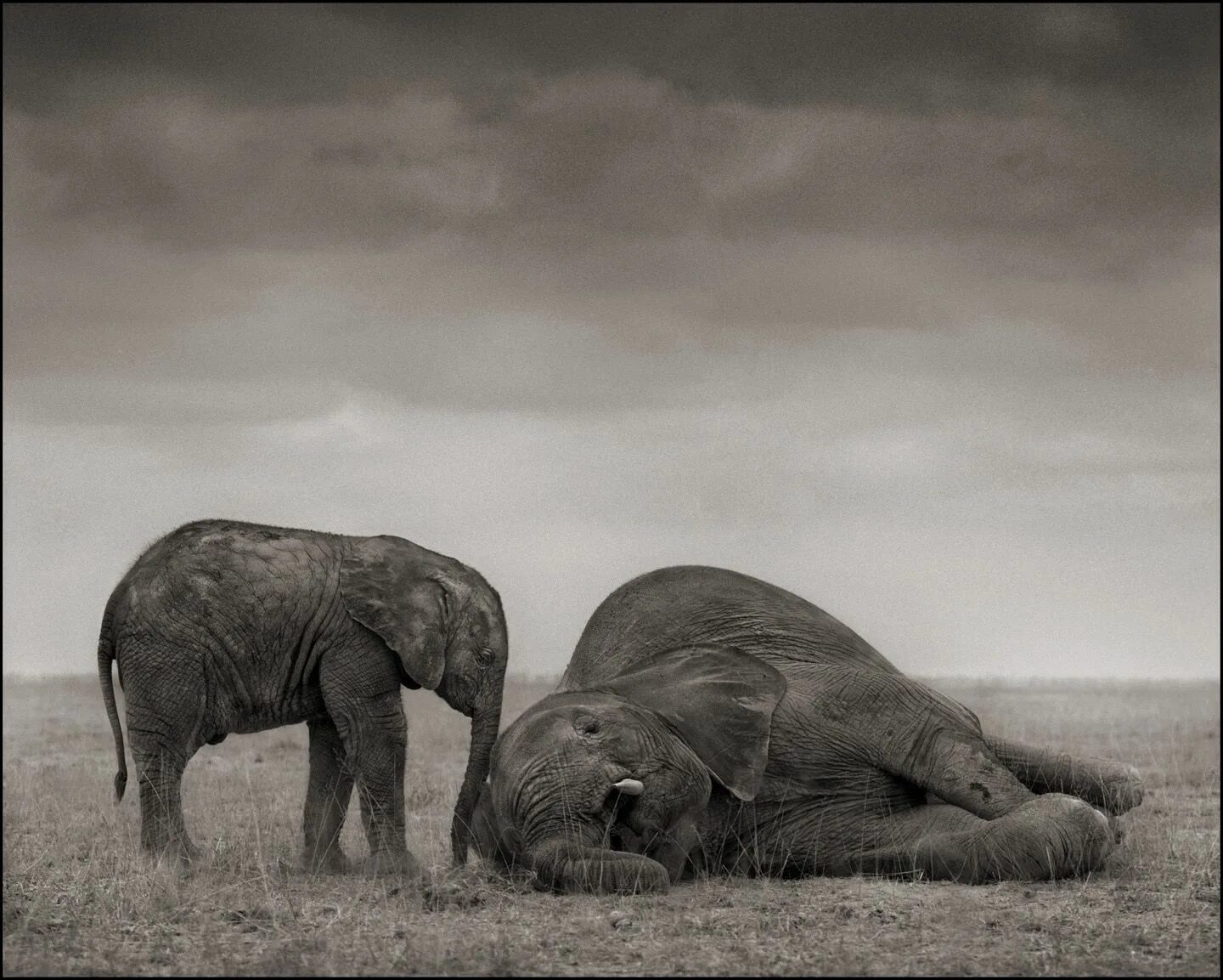 Two elephants. Ник Брандт Nick Brandt. Слон Себастьяно Сальгадо. Ник Брандт фотограф. Ник Брандт слоны.