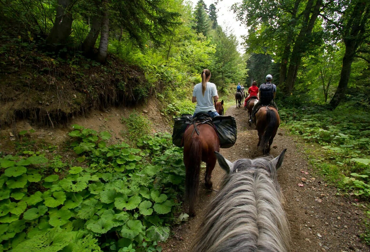 Конные прогулки адлер. Сочи конюшня Идальго. Конные прогулки красная Поляна Сочи. Бзыбское ущелье Абхазия конные прогулки. Каньон в Сочи конные прогулки.