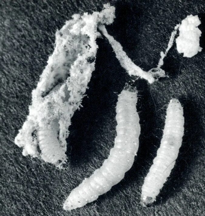 Личинка моли платяной. Маленькие жучки в рисе. Червячки в муке. Мучные личинки. Жучки в муке мукоед.