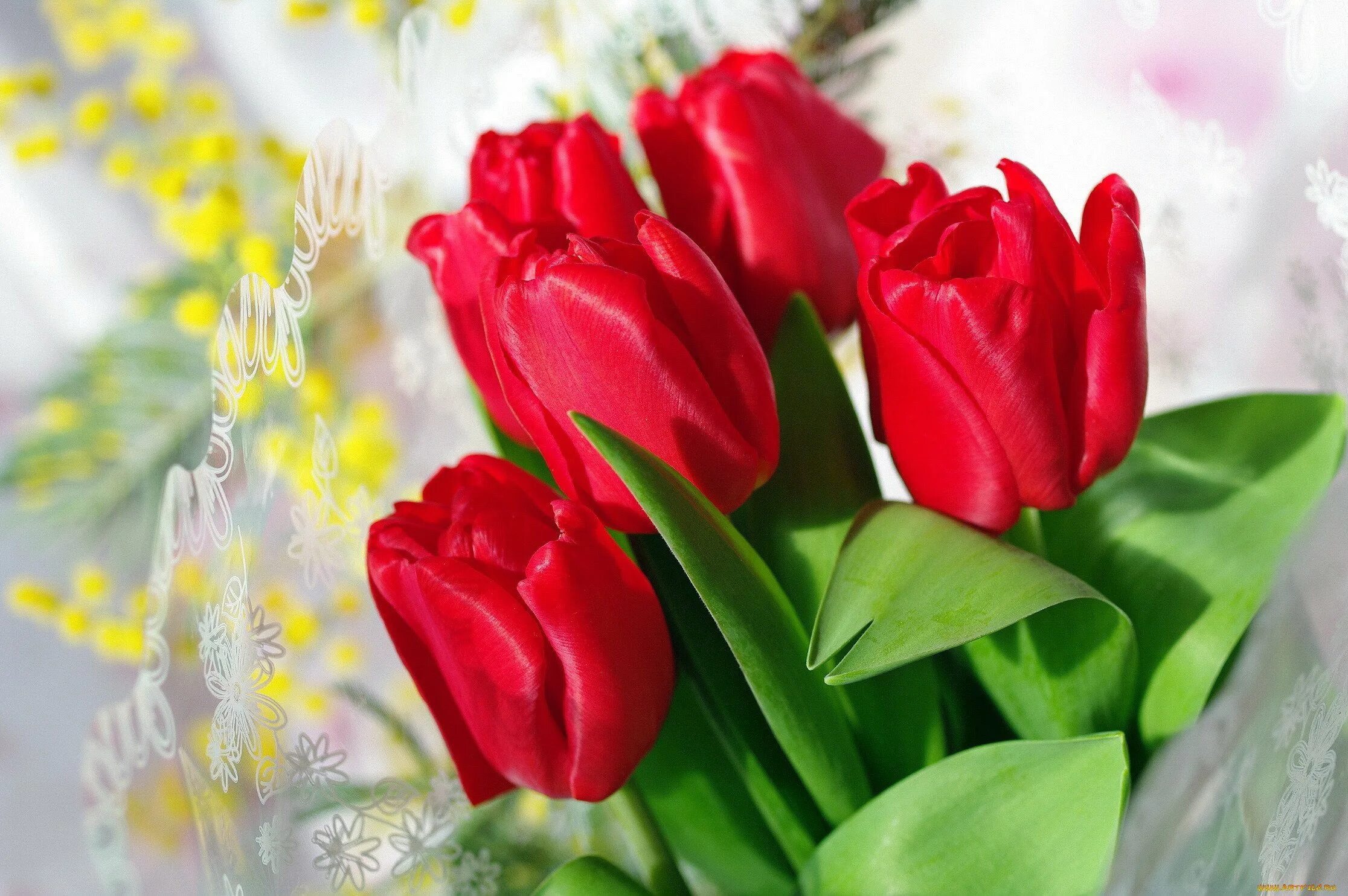 Добрый день картинки с тюльпанами. Цветы тюльпаны. Красивые тюльпаны. Весенние цветы тюльпаны. Красные тюльпаны.