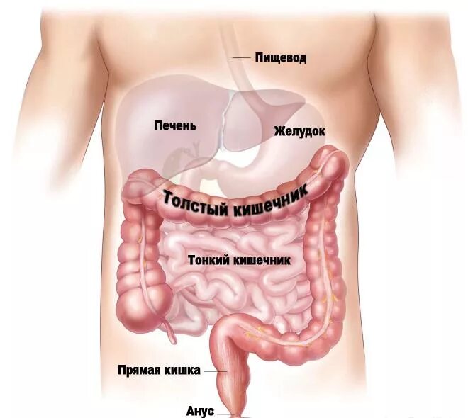 Тонкая кишка ребенка