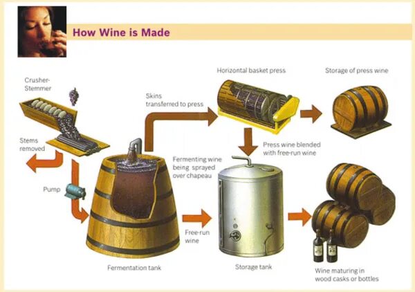 Wine processing