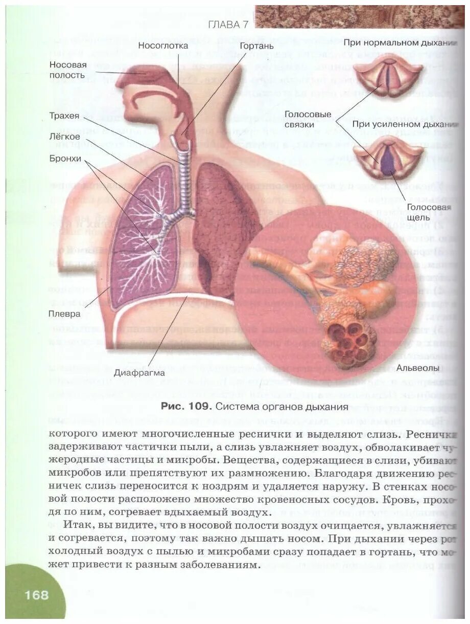 Тетрадь биология 8 класс жемчугова. Биология. 9 Класс. Учебник. Биология 9 класс учебник Романова. Биология 9 класс Жемчугов Романов. Биология 8 класс учебник Жемчугова Романова.