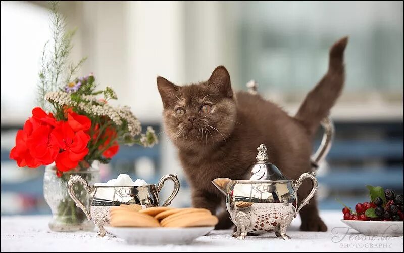 Коту можно чай. Котенок и чай. Кот и кофе. Котенок с чаем. Чаепитие с котом.