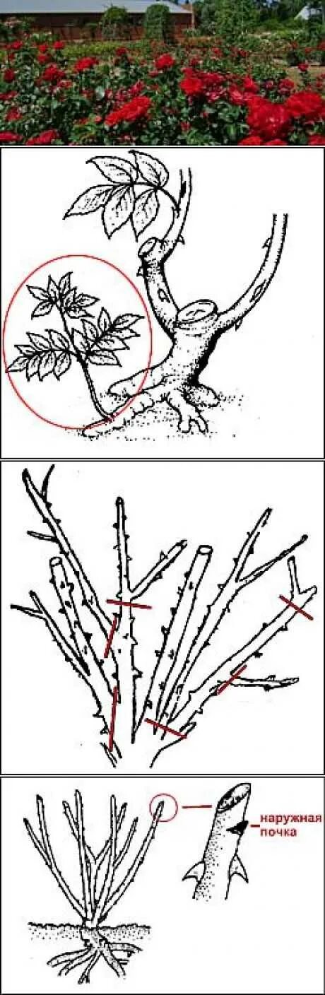 Как обрезать плетистую розу весной правильно. Схема обрезки плетистой розы весной. Обрезка плетистых роз весной. Обрезка плетистой розы весной. Обрезка плетистой розы летом.