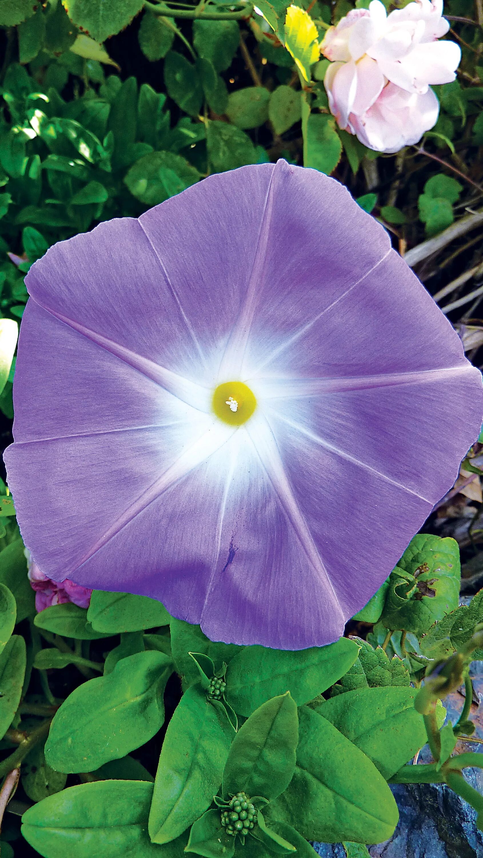 Ипомея трехцветная. Как выглядит ипомея. Ипомея виолацея. Ипомея белая луноцвет. Как выглядит ипомея.