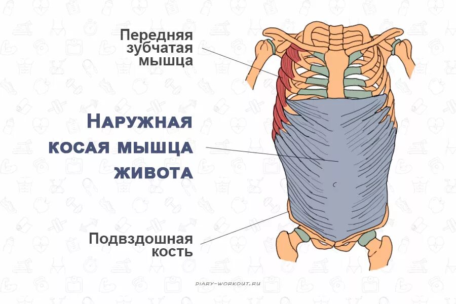 Прямая мышца находится. Наружная косая мышца живота прикрепление. наружные косые мышцы живота функции. наружная косая мышца живота функции. функция косых мышц живота.