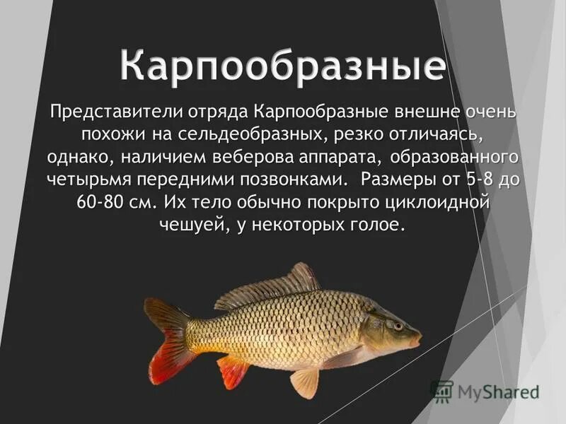 Особенности карпообразных