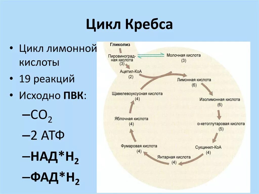 Протекание гликолиза кольцевые днк. Цикл трикарбоновых кислот схема. Цикл Кребса кратко АТФ. Цикл трикарбоновых кислот Кребса биохимия. Цикл трикарбоновых кислот ЦТК биохимия.