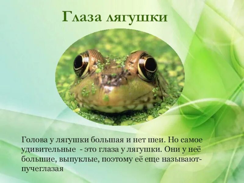 Зрение жаб. Глаза лягушки. глаза жабы. лягушачьи глаза. факты о лягушках глаза.