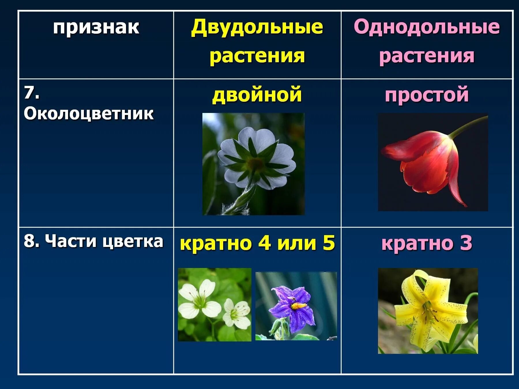 Классы покрытосеменных однодольные и двудольные. Семейства покрытосеменных двудольных растений. Семейства покрытосеменных растений Однодольные. Покрытосеменные растения класс двудольные. С цветком двудольные растения Покрытосеменные.