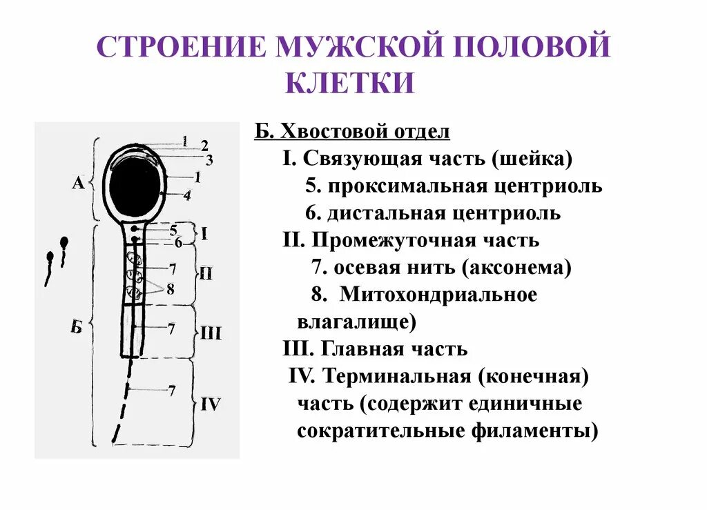 1 половые клетки мужские. Строение мужской половой клетки половой клетки. Строение половых клеток гистология. Строение мужских половых клеток. Строение мужской и женской половой клетки.