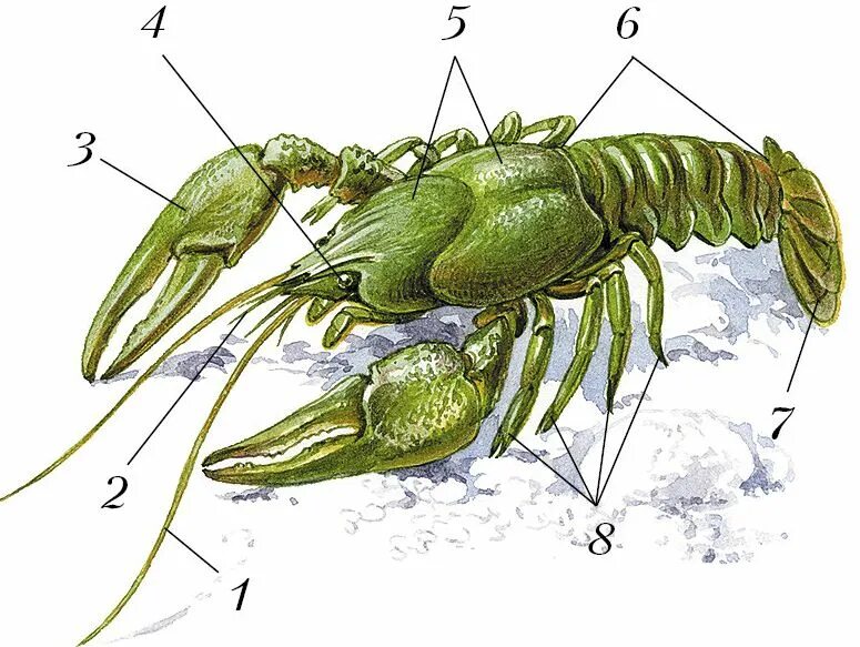 Строение речного рака рисунок. Жабродышащие Членистоногие. Десятиногие ракообразные строение. Подтип Жабродышащие (Branchiata). Жабродышащие хелицеровые трахейнодышащие.